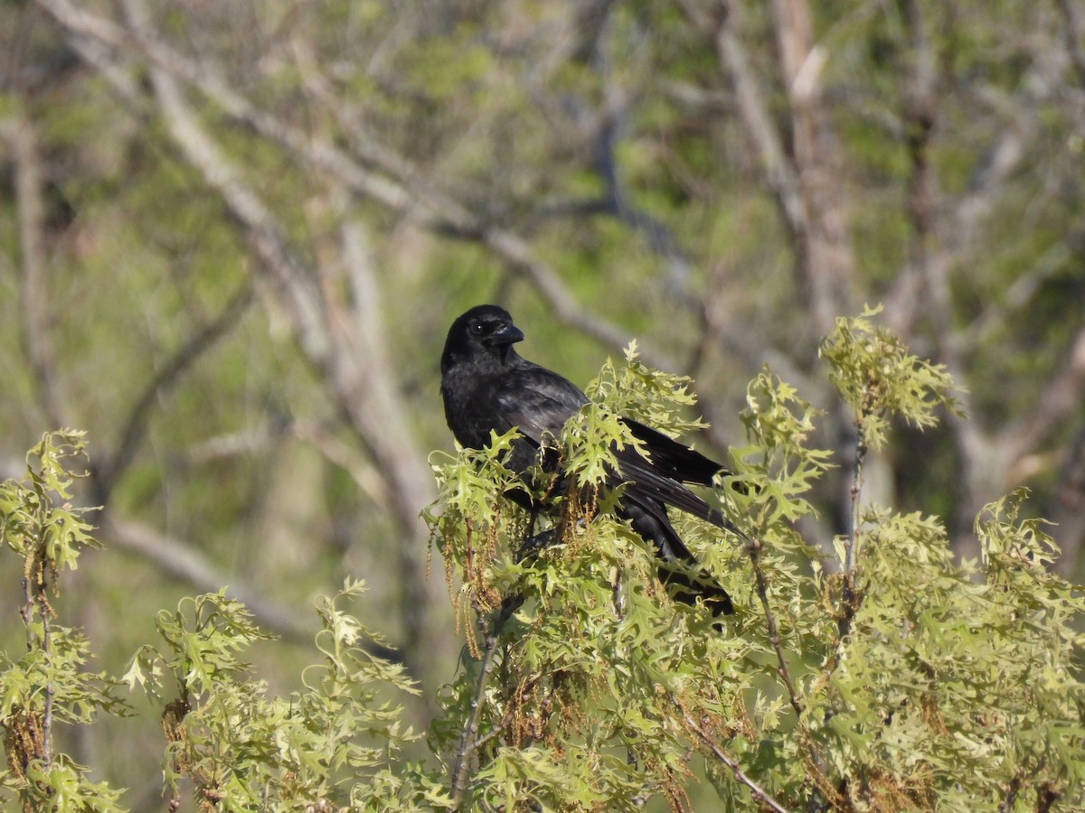 American Crow - ML640792466