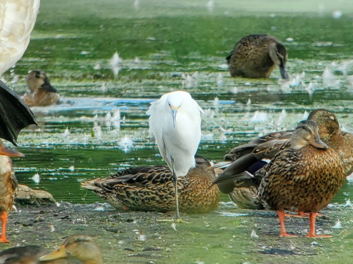 volavka bělostná - ML640792496