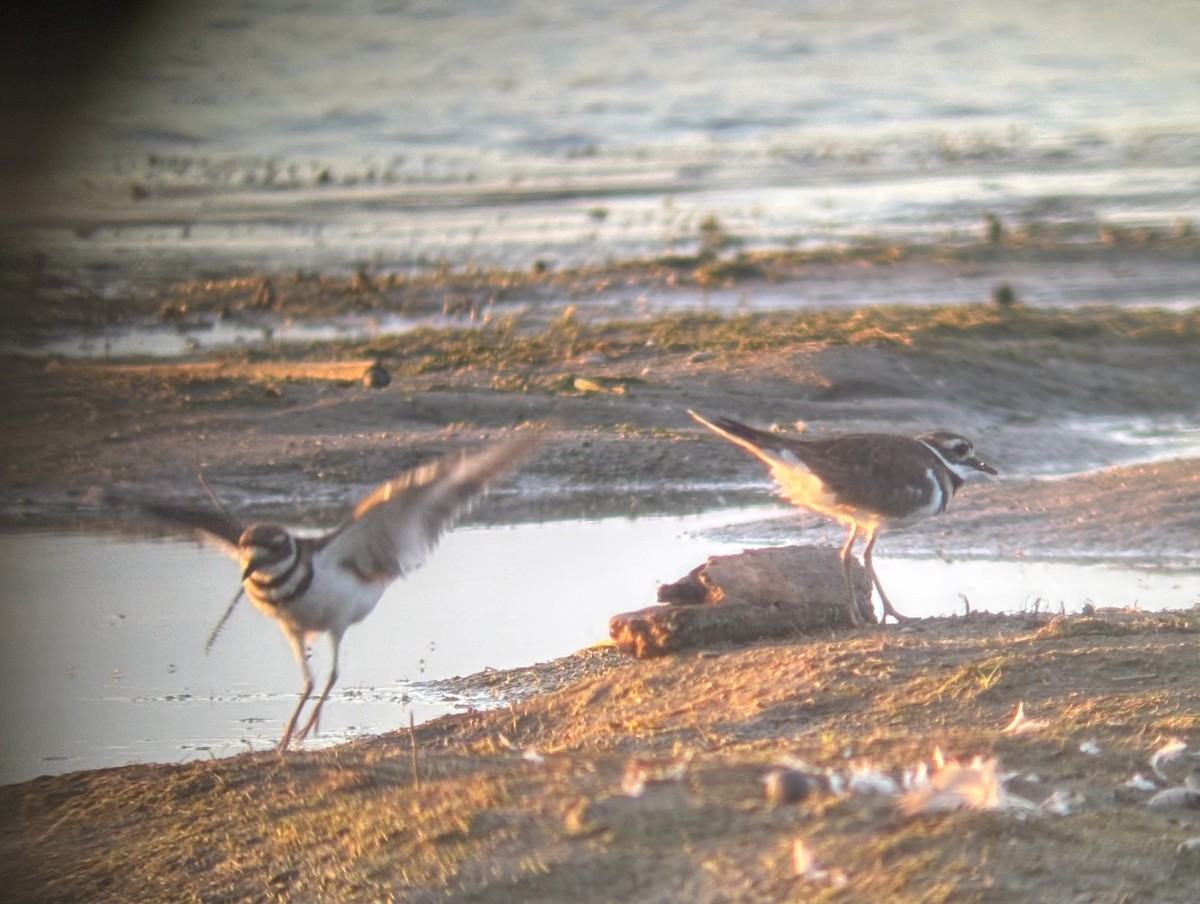 Killdeer - ML640792501