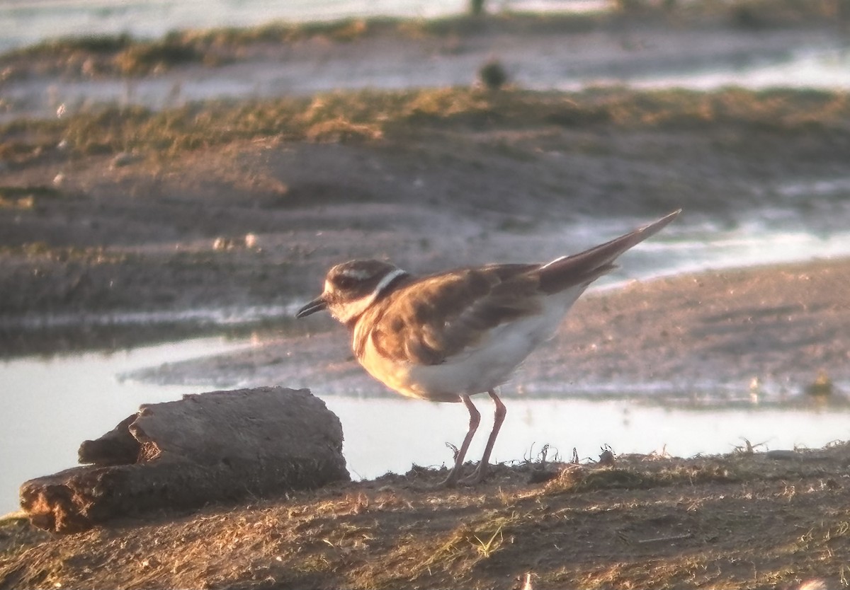 Killdeer - ML640792502