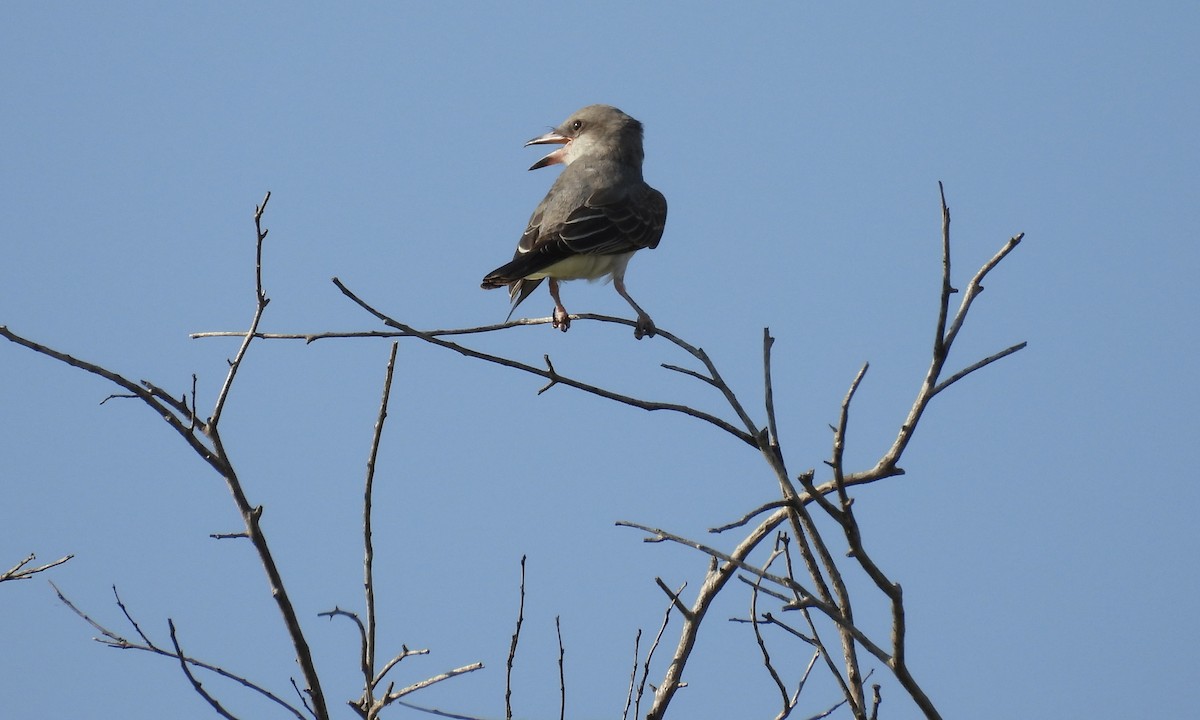 Gray Kingbird - ML640792506