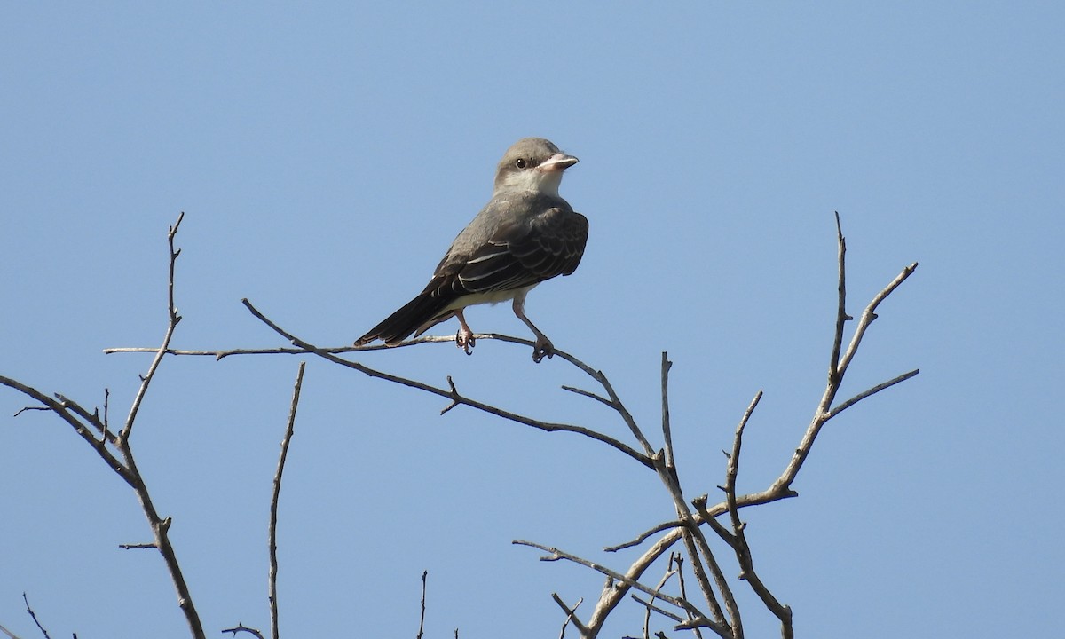 Gray Kingbird - ML640792507