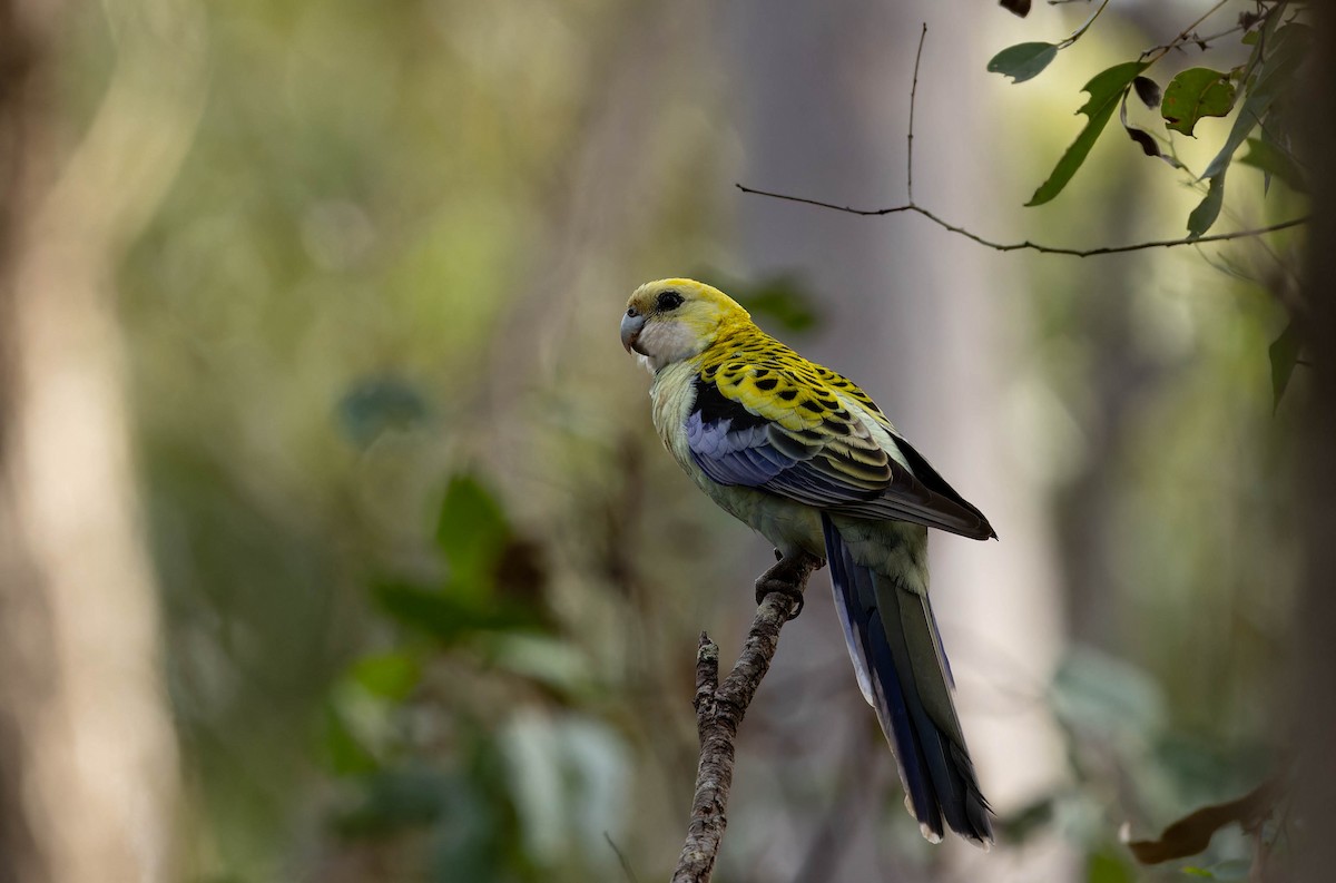 Pale-headed Rosella - ML640792508