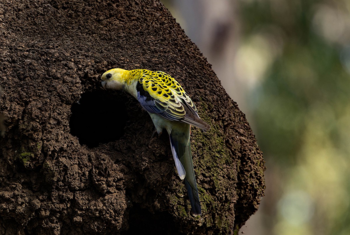 Pale-headed Rosella - ML640792514