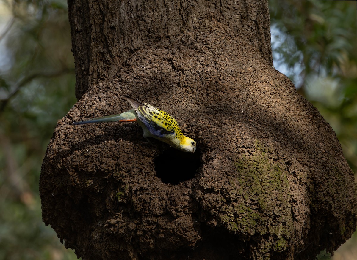 Pale-headed Rosella - ML640792518