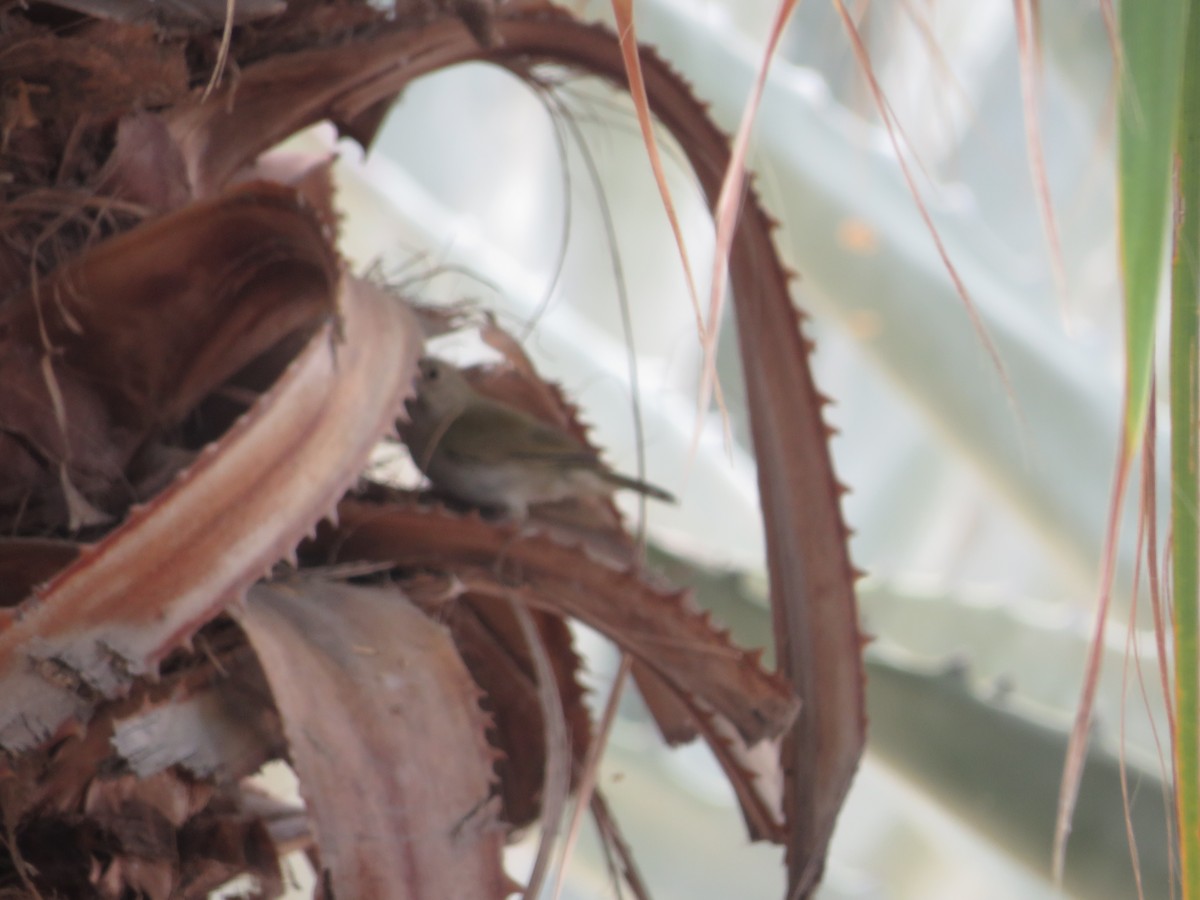 Black-faced Grassquit - ML640792539