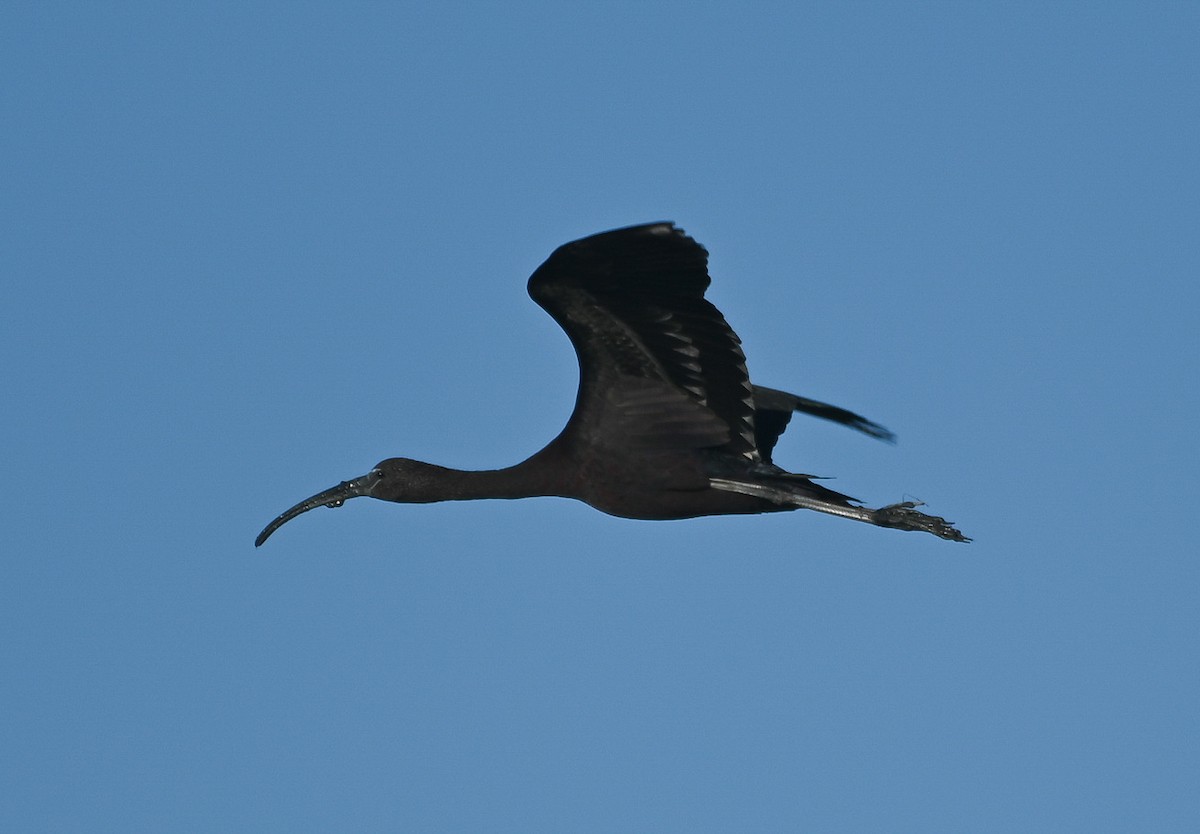 Glossy Ibis - ML640792563