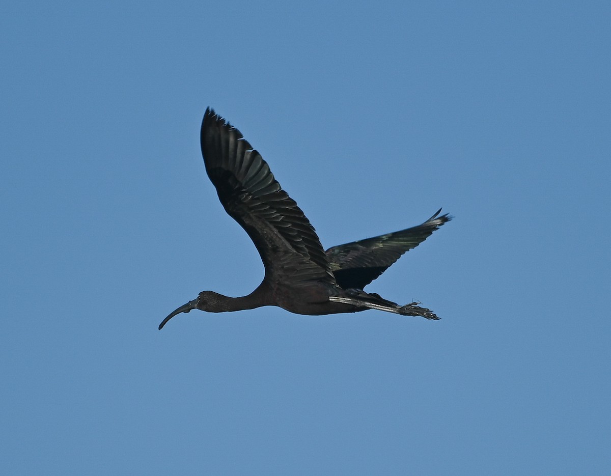 Glossy Ibis - ML640792564
