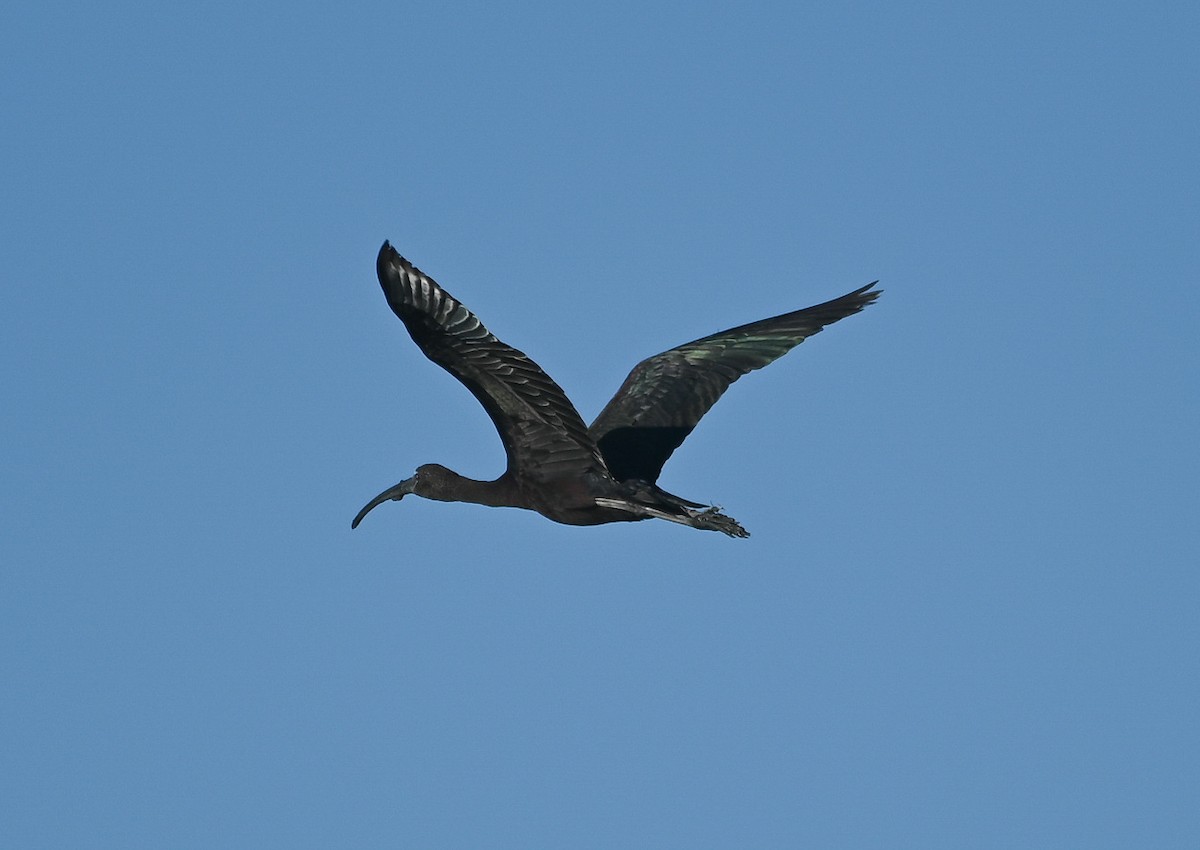 Glossy Ibis - ML640792565