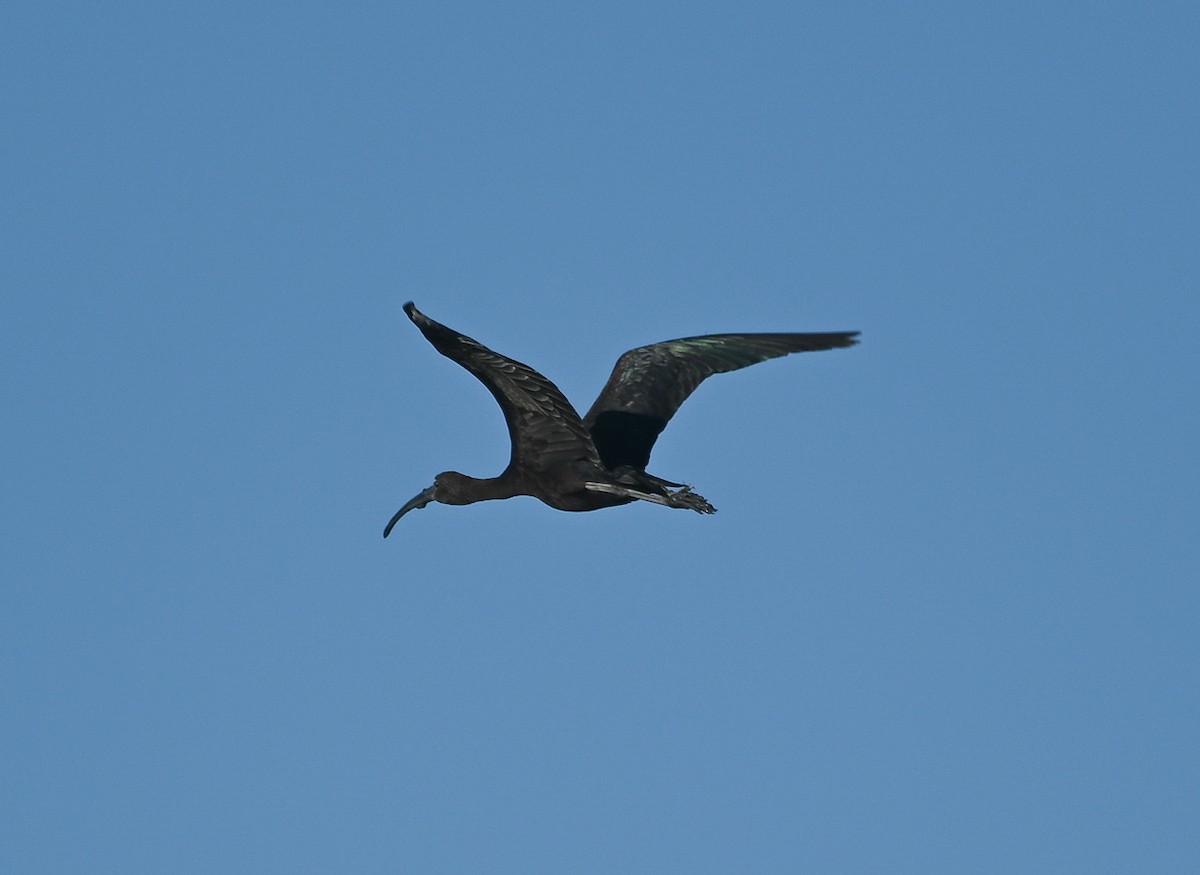 Glossy Ibis - ML640792566