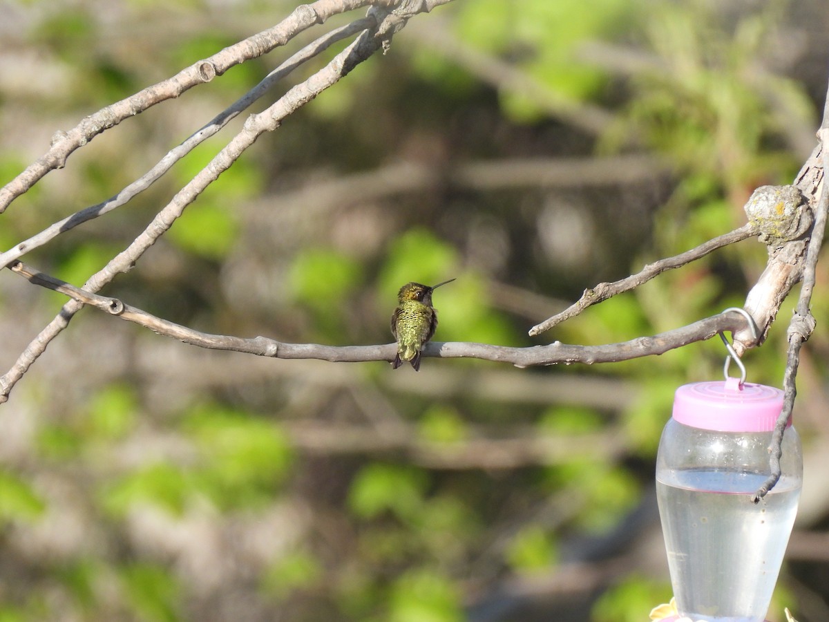 Ruby-throated Hummingbird - ML640792592