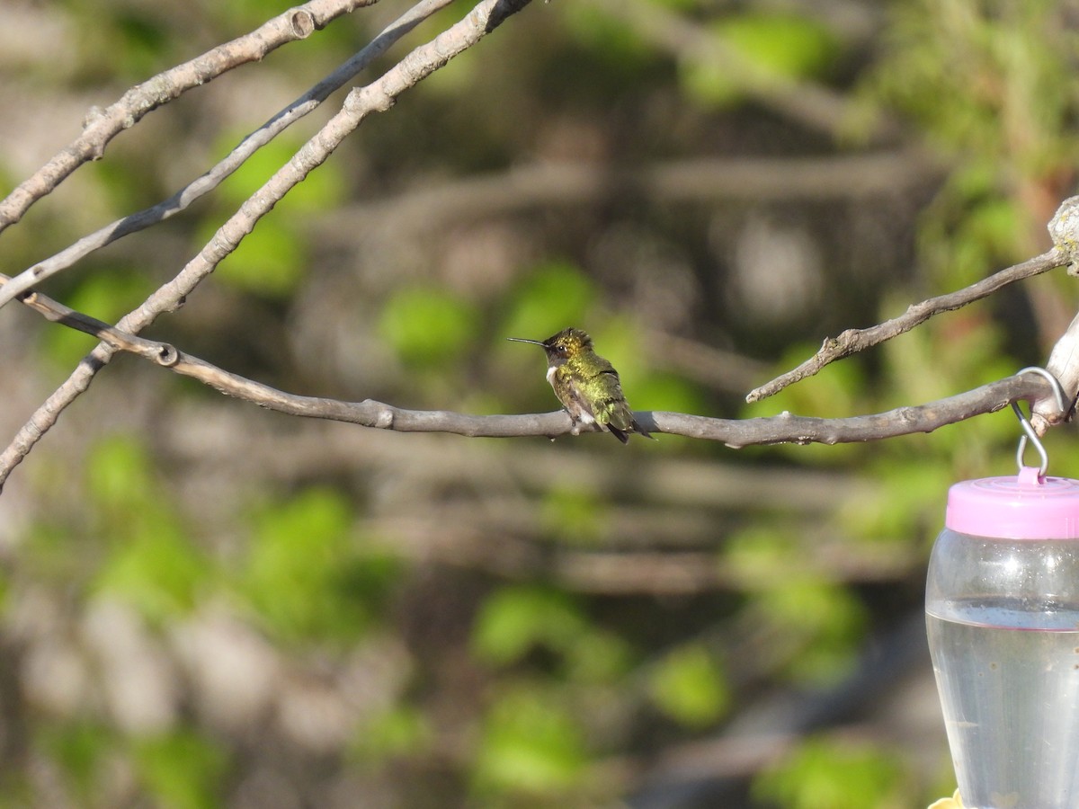 Ruby-throated Hummingbird - ML640792631