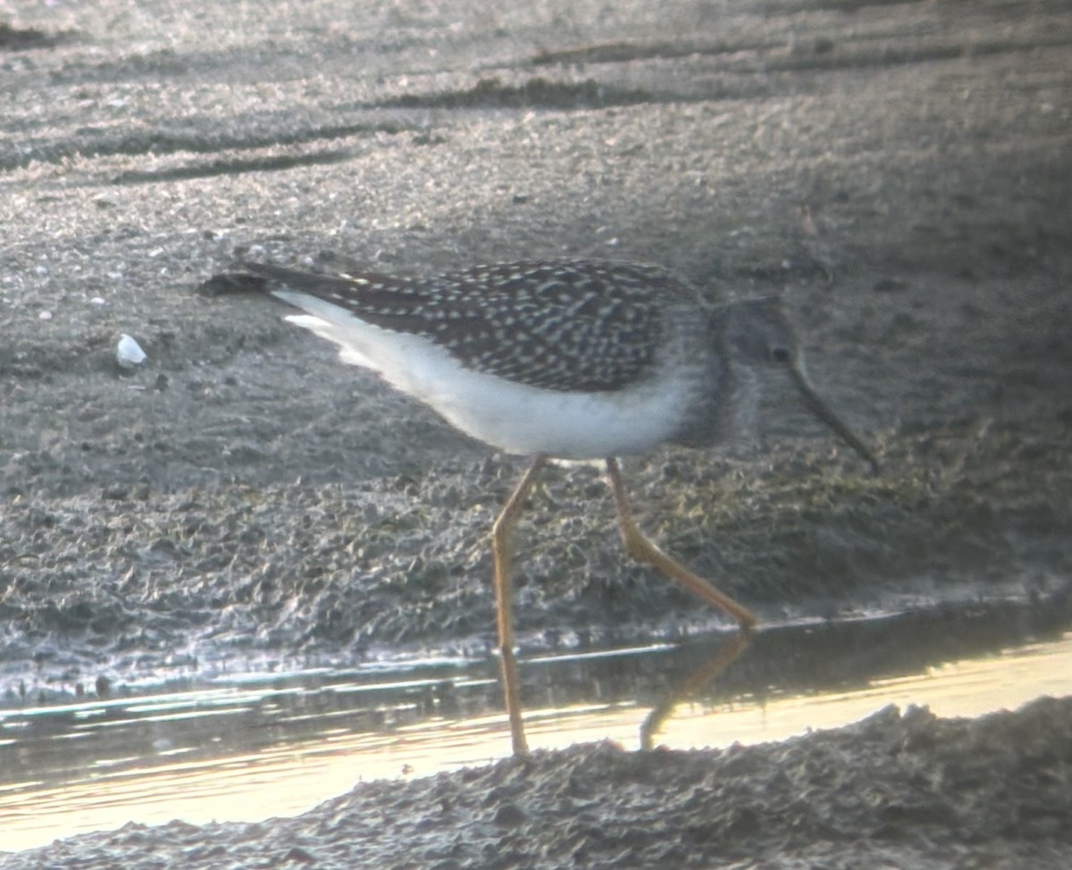 小黃腳鷸 - ML640792632