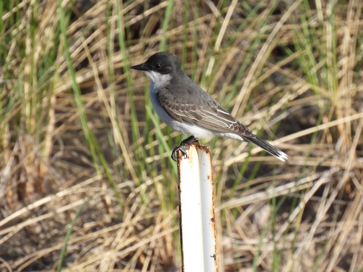 Eastern Kingbird - ML640792706