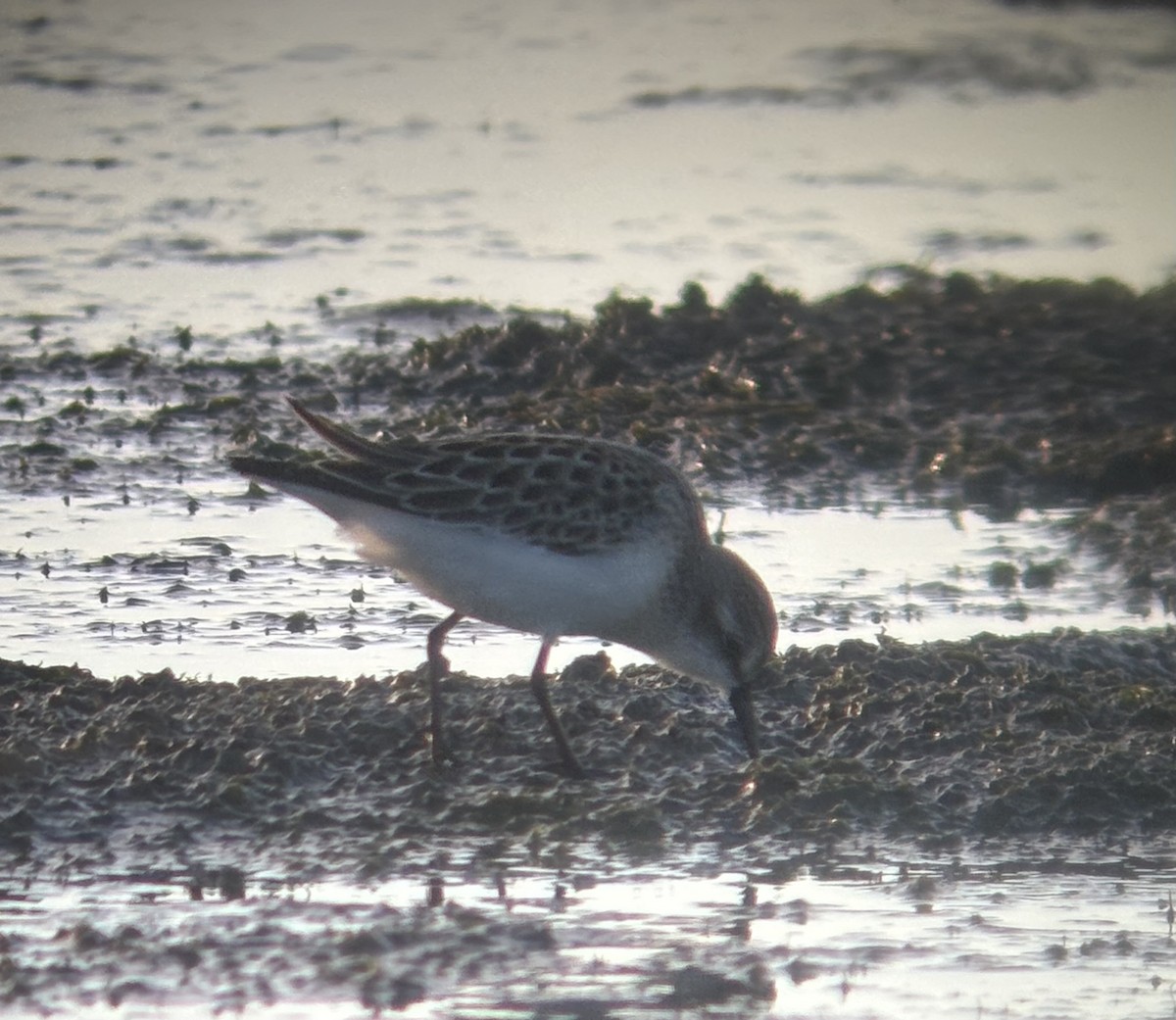 Semipalmated Sandpiper - ML640792734