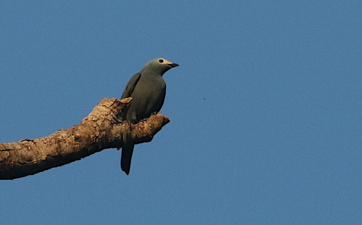 Boyer's Cuckooshrike - ML640792748
