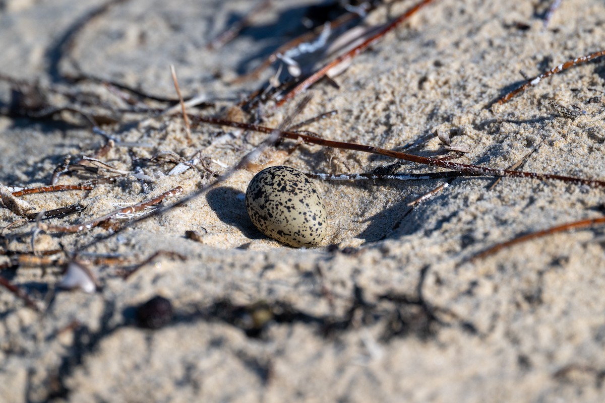 rødhettelo - ML640792764