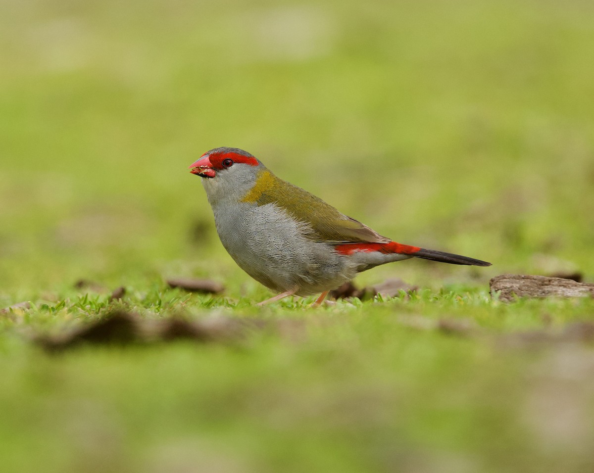 Red-browed Firetail - ML640792786