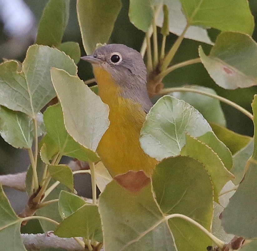 Nashville Warbler - ML640792830