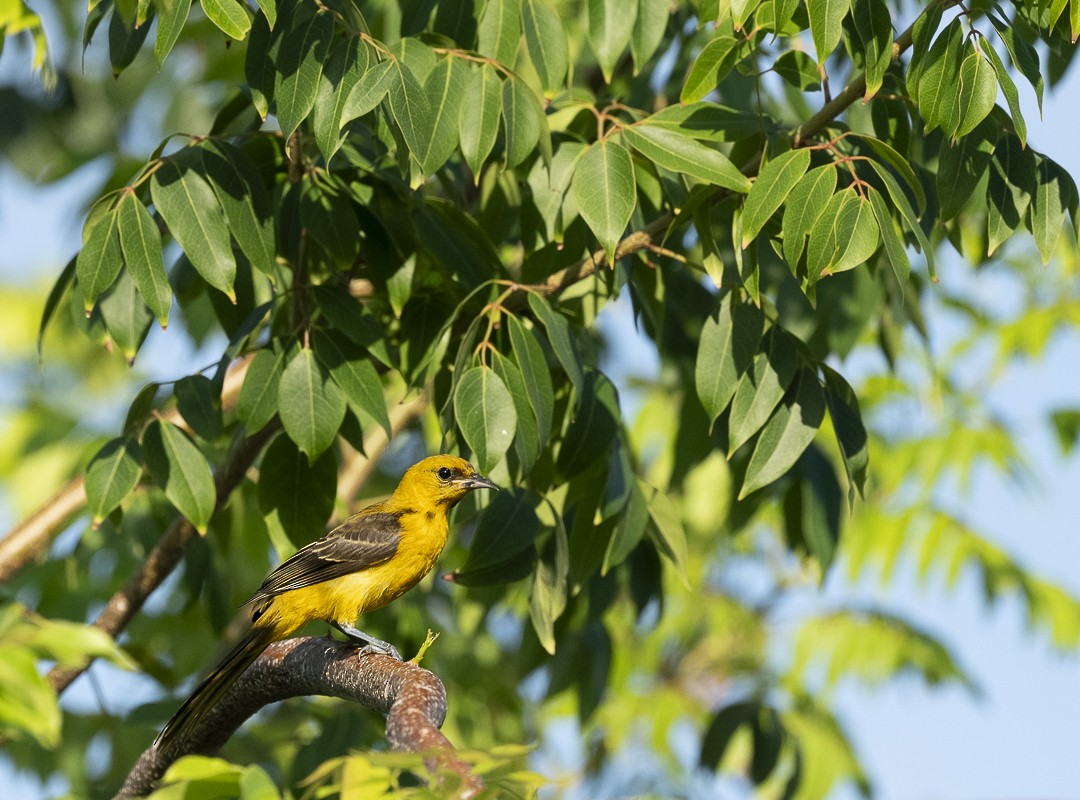 Orange Oriole - ML640792838