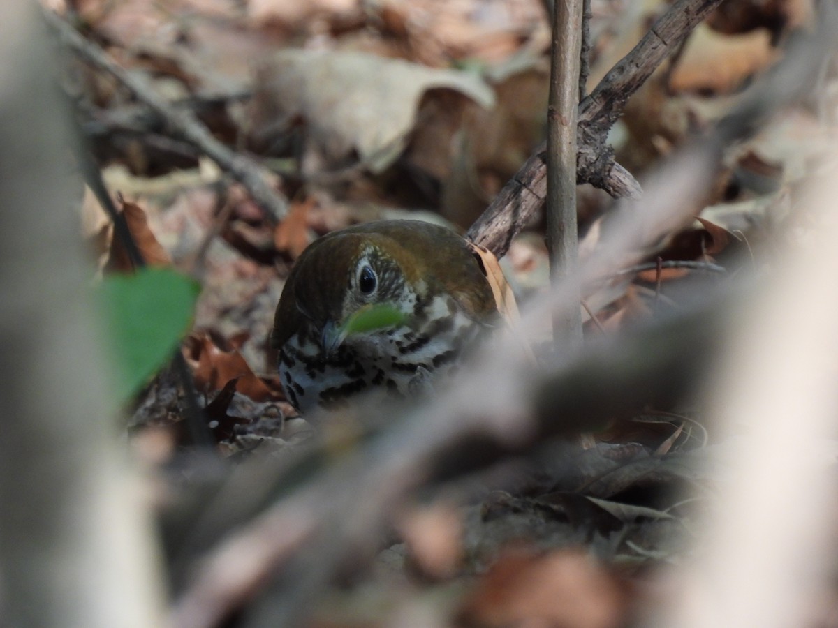 Wood Thrush - ML640792906