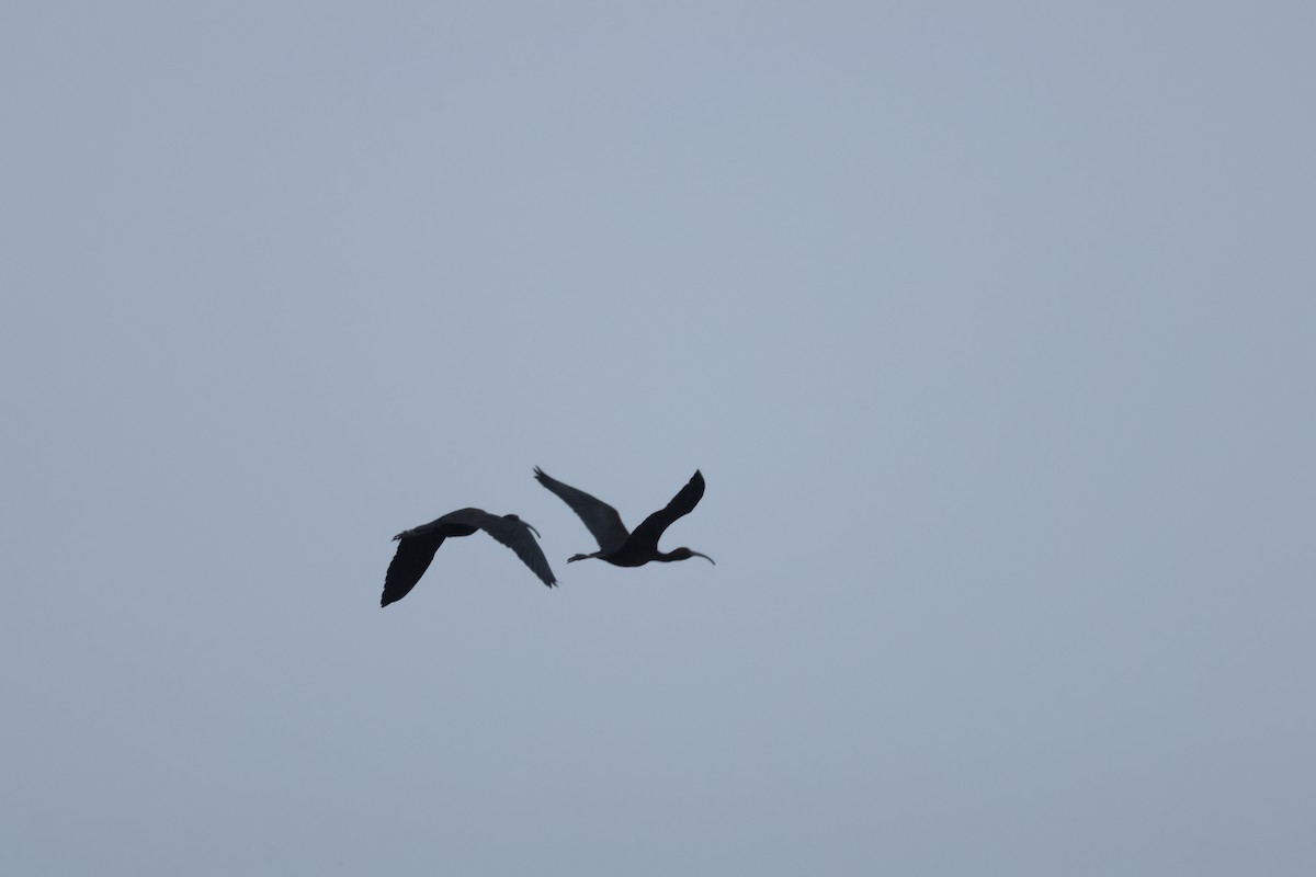 Glossy Ibis - ML640792933