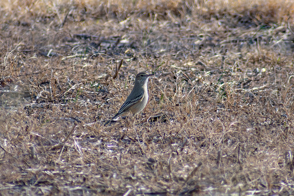 Lesser Shrike-Tyrant - ML640792954