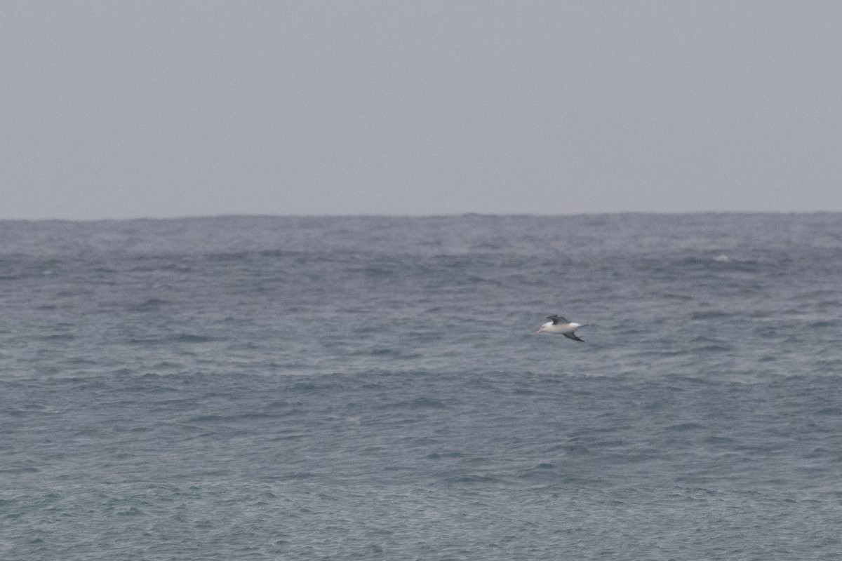 Black-browed Albatross - ML640792960