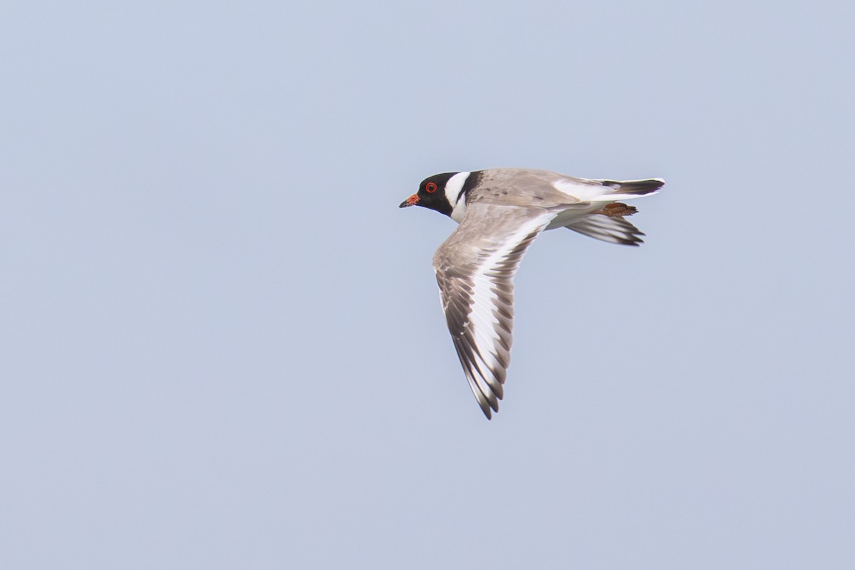 Hooded Plover - ML640792977