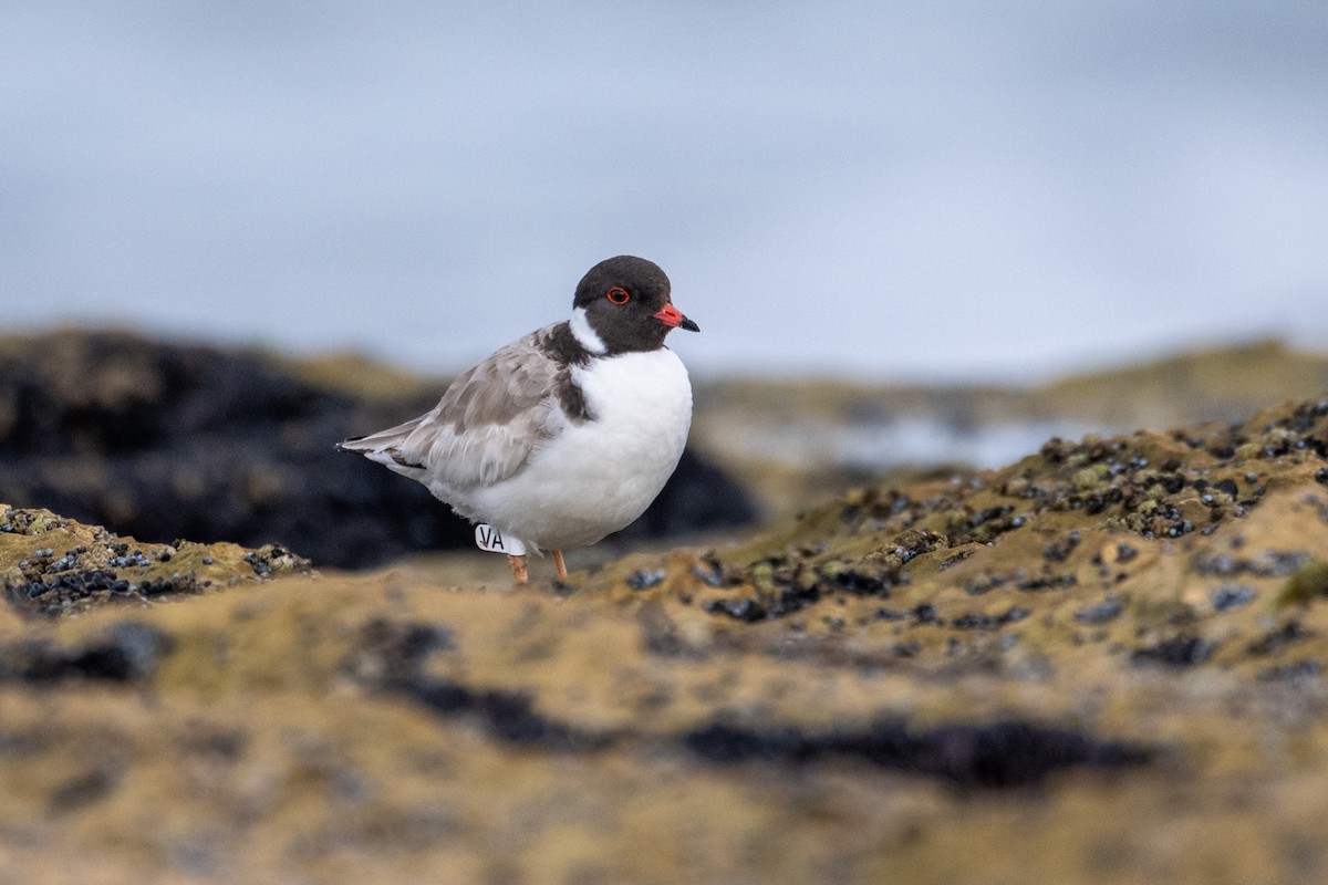 Hooded Plover - ML640792979