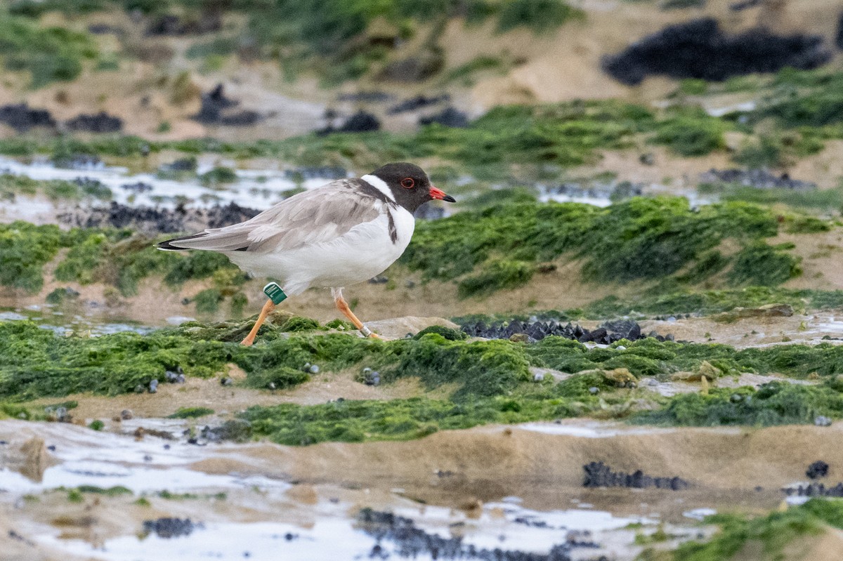 Hooded Plover - ML640792980