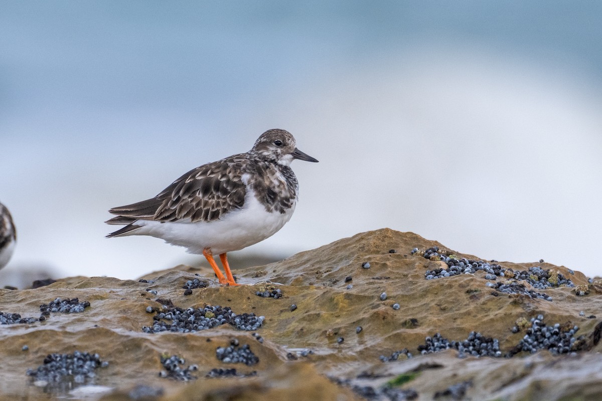 Ruddy Turnstone - ML640792992