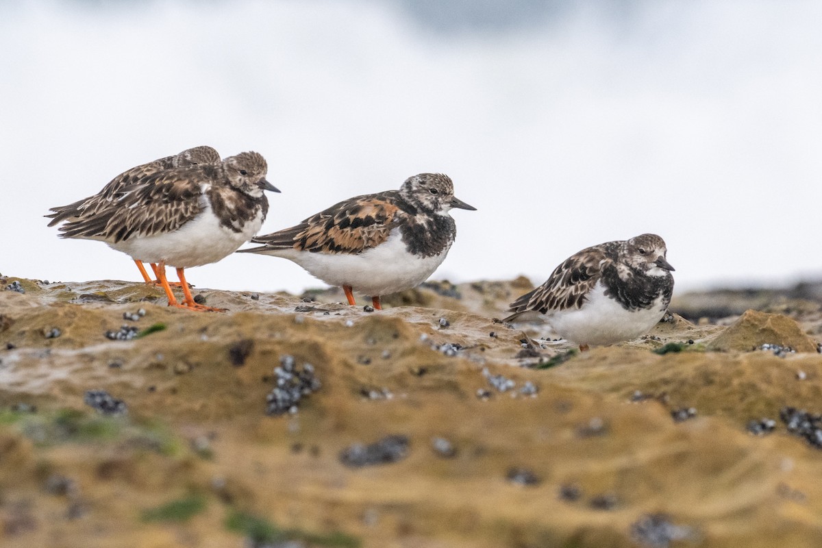 Ruddy Turnstone - ML640792993