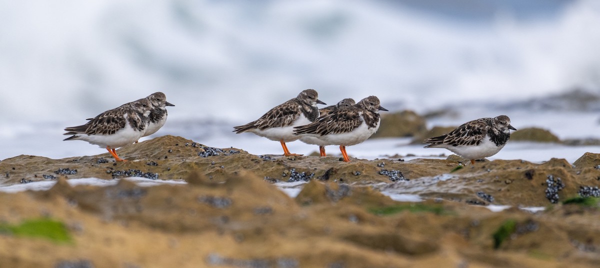 Ruddy Turnstone - ML640792994