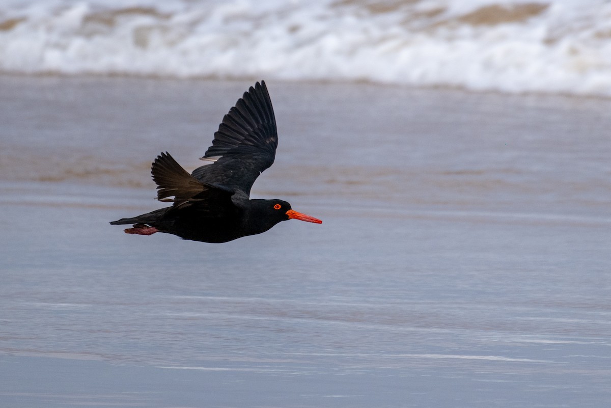 Sooty Oystercatcher - ML640793000