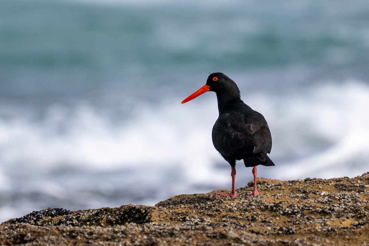 Sooty Oystercatcher - ML640793001