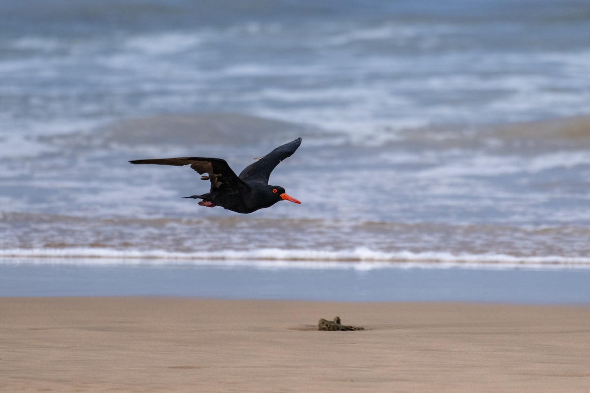 Sooty Oystercatcher - ML640793002
