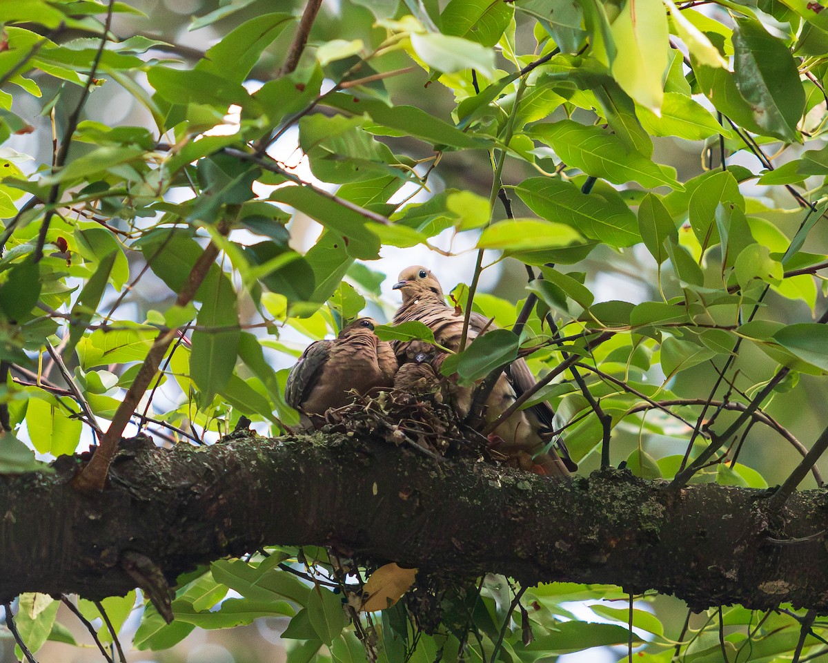 Mourning Dove - ML640793035