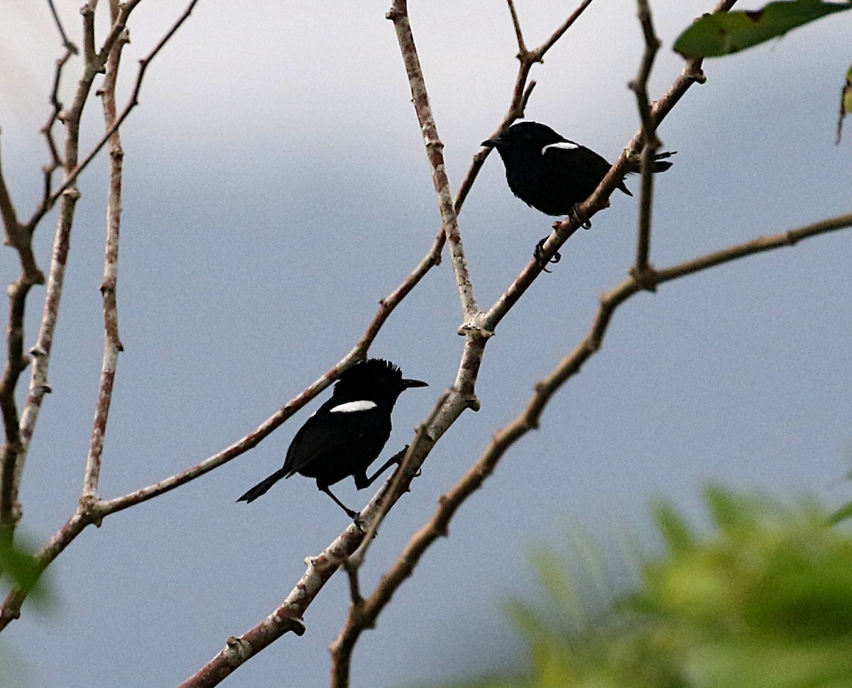 White-shouldered Fairywren - ML640793039