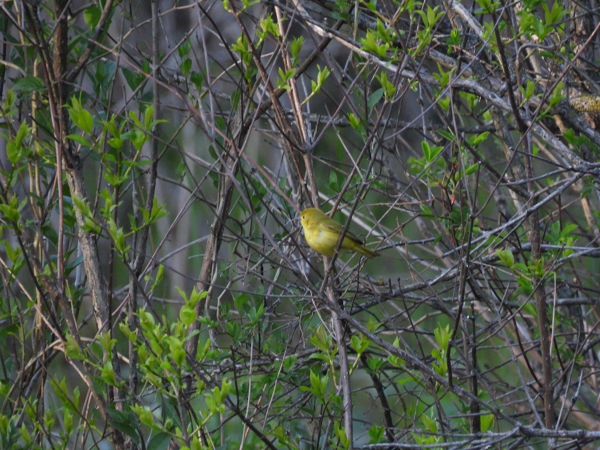 Yellow Warbler - ML640793080
