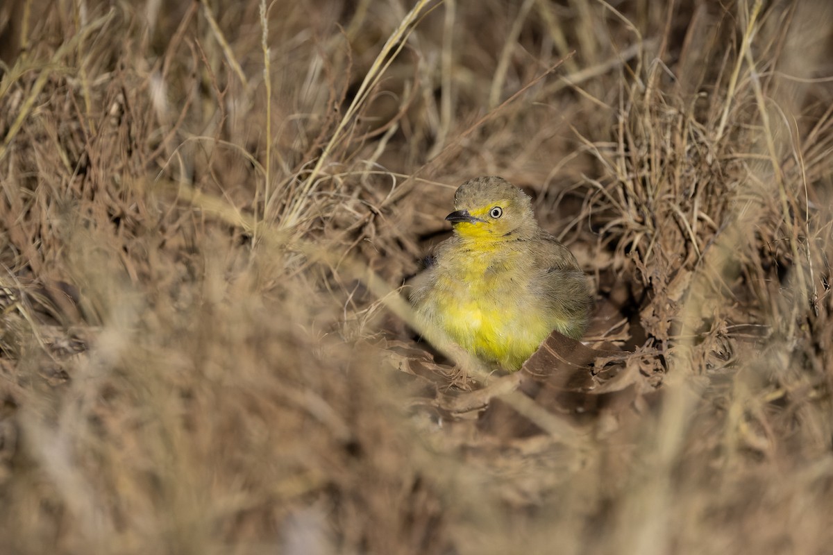 Gibberbird - ML640793118