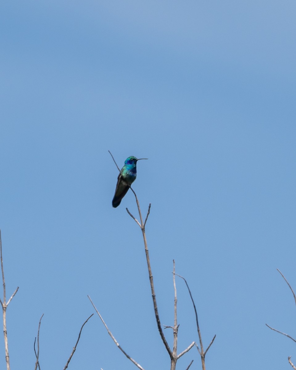 Colibri thalassin - ML640793123