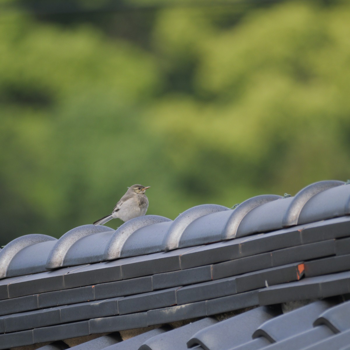 White Wagtail - ML640793128