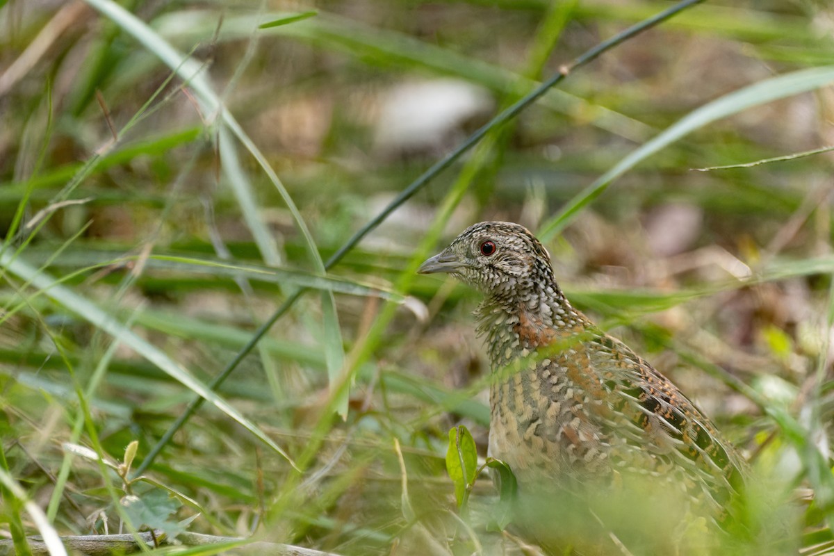 Painted Buttonquail - ML640793189