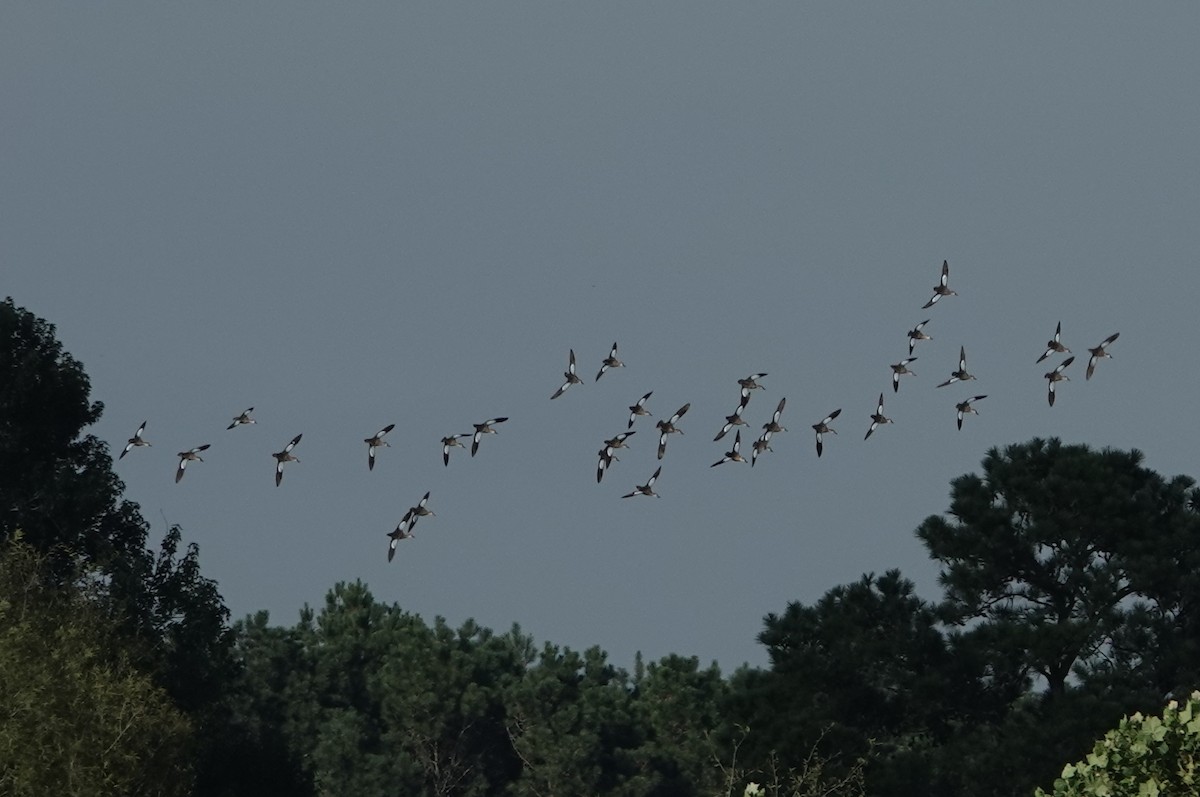 Blue-winged Teal - ML640793231