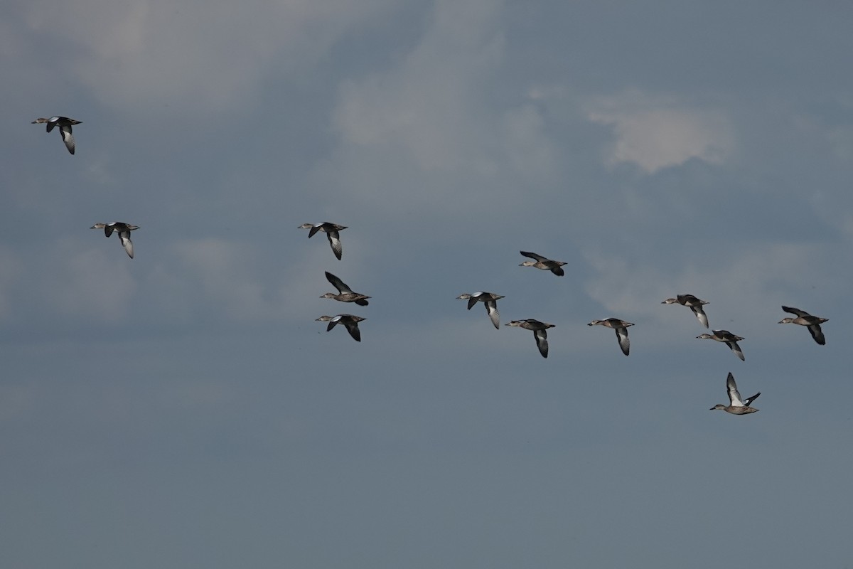 Blue-winged Teal - ML640793241