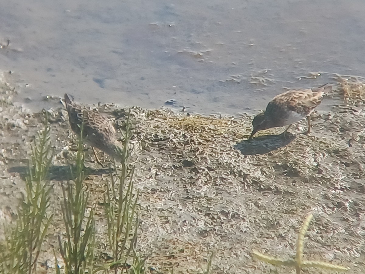 Least Sandpiper - ML640793291