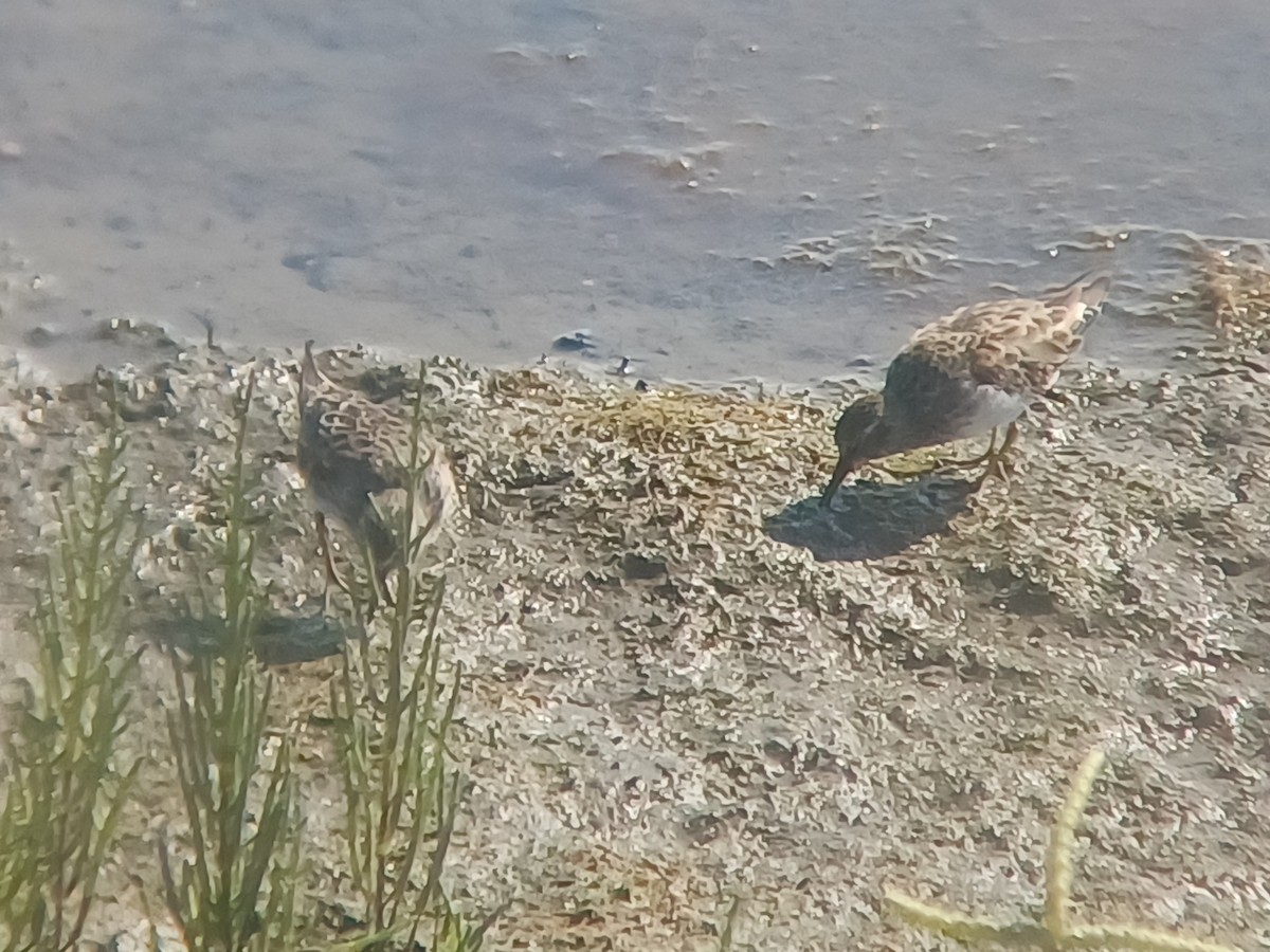 Least Sandpiper - ML640793292