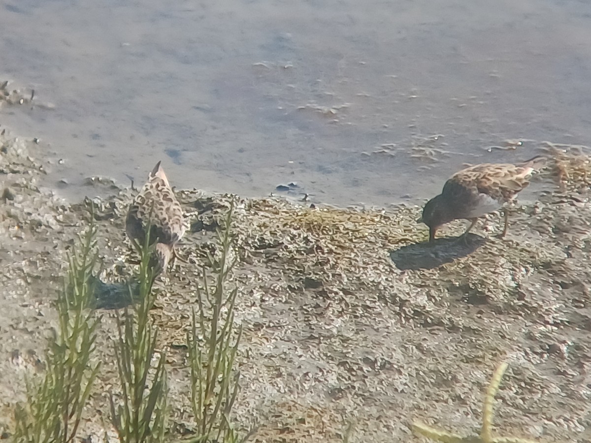 Least Sandpiper - ML640793294