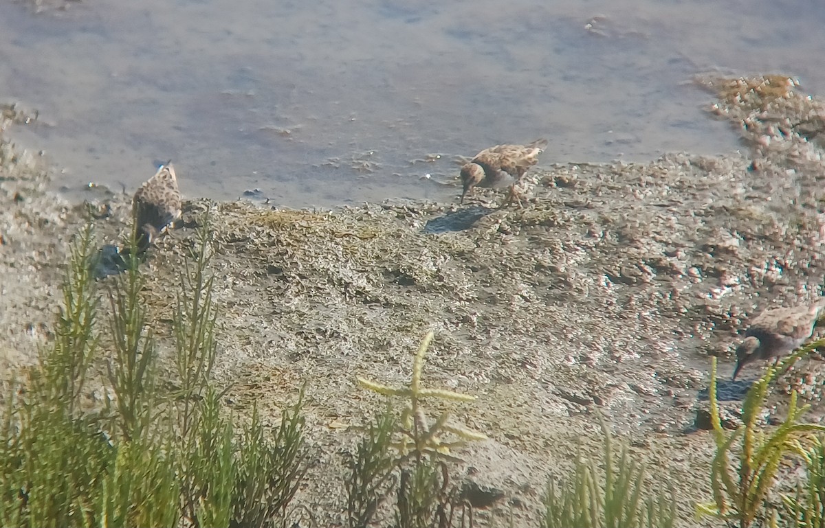 Least Sandpiper - ML640793296